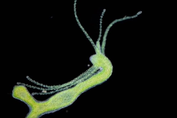 Krab10 at витраж на заказ