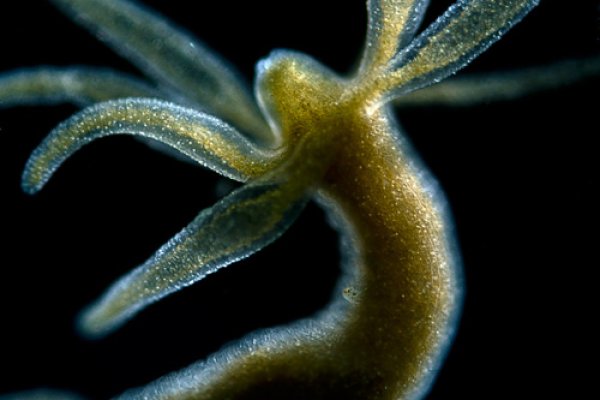 Кракен маркетплейс ссылка современное искусство