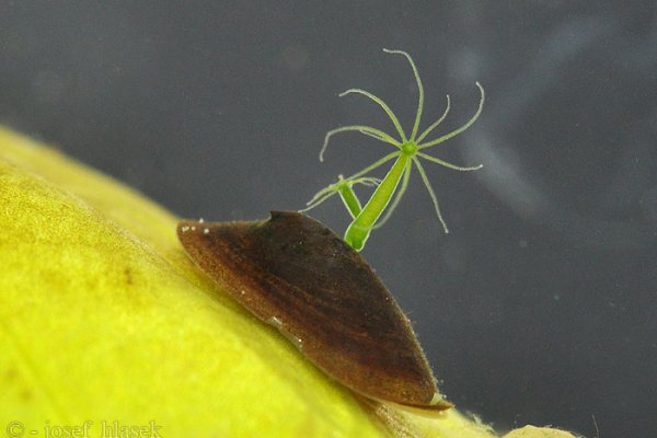 Кракен зайти современное искусство