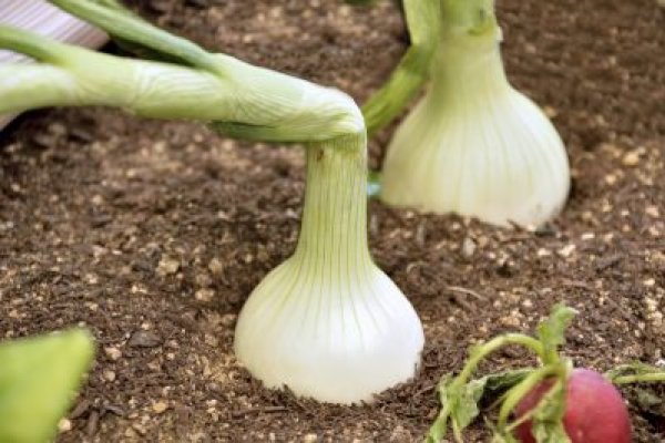 Krab8 at коллекционирование искусства