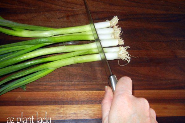 Ссылки в тор kraken галерея