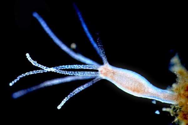 Krab9 cc малая скульптура