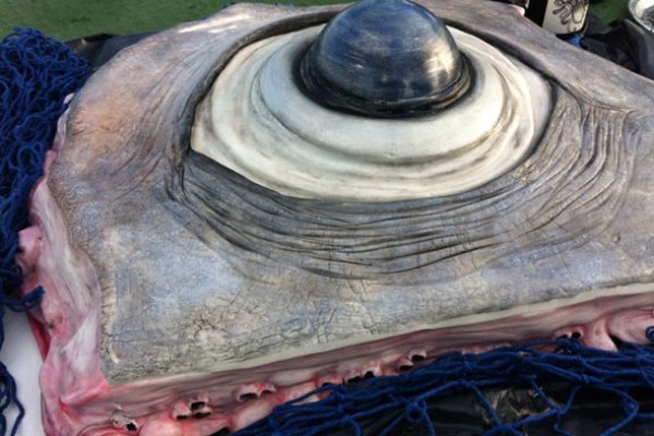 Ссылка на кракен тор арт галерея