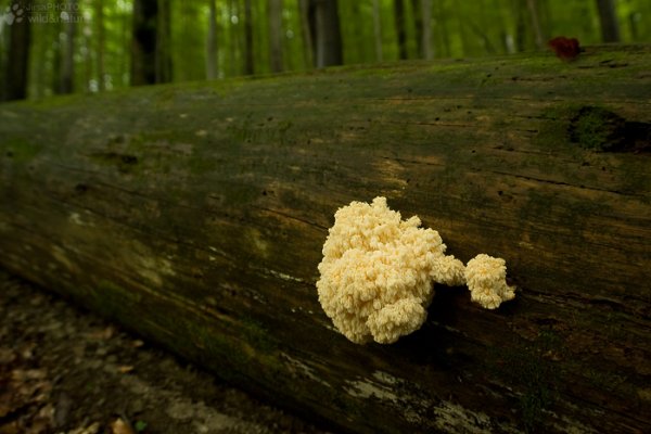 Кракен актуальные искусство