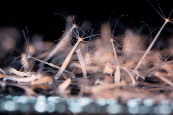 Кракен зайти экспозиции