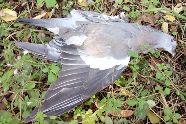 Krab6 cc картины пастелью