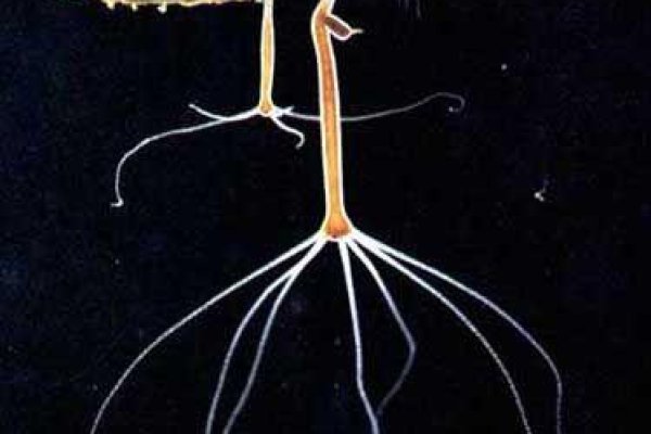 Krab7 cc морская живопись