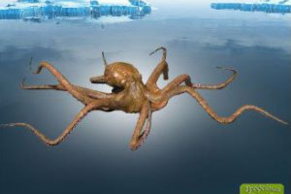 Krab6 at арт лекция