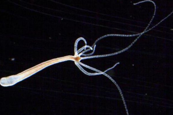 Кракен как зайти арт пространство