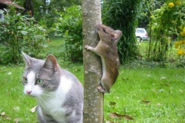 Кракен актуальная ссылка художественная галерея